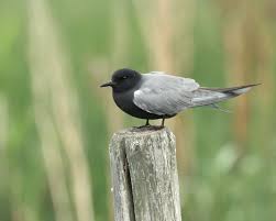 Attēlu rezultāti vaicājumam “Chlidonias niger”