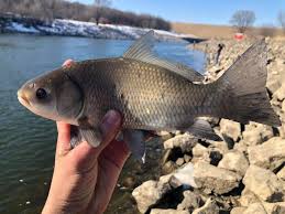 Image result for Ictiobus niger