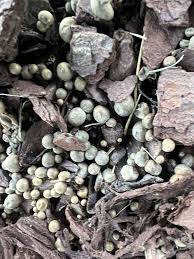 Attēlu rezultāti vaicājumam “Lycogala cf. fossiculatum macro”