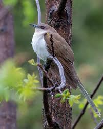 Image result for Coccyzus erythropthalmus