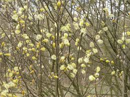 Attēlu rezultāti vaicājumam “Salix aurita”
