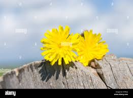 Attēlu rezultāti vaicājumam “Leontodon autumnalis  flower”