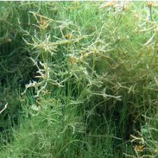 Attēlu rezultāti vaicājumam “Chara filiformis”