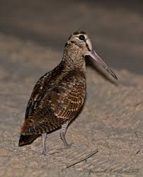 Attēlu rezultāti vaicājumam “Scolopax rusticola”