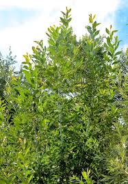 Attēlu rezultāti vaicājumam “Salix daphnoides leaf”