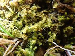 Attēlu rezultāti vaicājumam “Tritomaria exsecta”