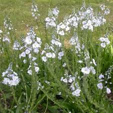 Attēlu rezultāti vaicājumam “Veronica austriaca subsp. teucrium leaf”