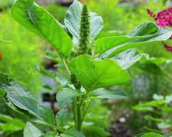 Attēlu rezultāti vaicājumam “Amaranthus retroflexus”