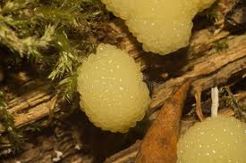 Attēlu rezultāti vaicājumam “Stemonitis fusca plasmodium”