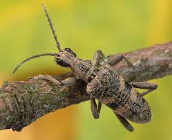 Attēlu rezultāti vaicājumam “Rhagium mordax”