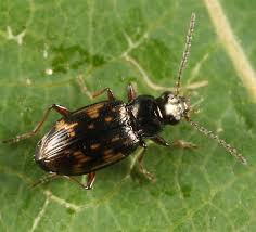 Attēlu rezultāti vaicājumam “Bembidion sp.”