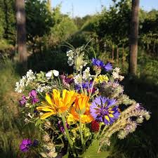 Attēlu rezultāti vaicājumam “Cyanus segetum flower”