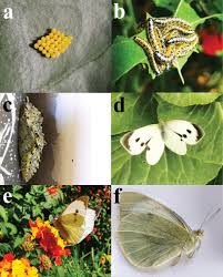 Attēlu rezultāti vaicājumam “Pieris rapae underside”