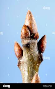 Attēlu rezultāti vaicājumam “Quercus rubra bud”