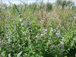 Attēlu rezultāti vaicājumam “Mentha arvensis bud”