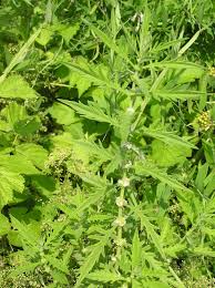 Attēlu rezultāti vaicājumam “Lycopus europaeus”