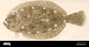 Image result for Paralichthys dentatus