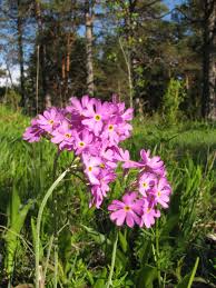 Attēlu rezultāti vaicājumam “Primula farinosa bud”
