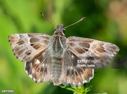 Attēlu rezultāti vaicājumam “Carcharodus floccifera”