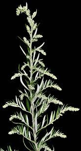 Attēlu rezultāti vaicājumam “Artemisia vulgaris”