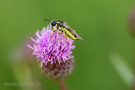 Attēlu rezultāti vaicājumam “Tenthredinidae”