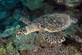 Image result for Eretmochelys imbricata