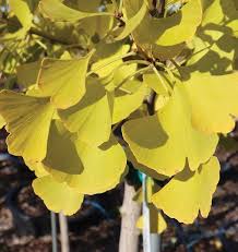 Attēlu rezultāti vaicājumam “Ginkgo biloba leaf”