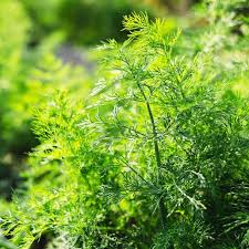 Attēlu rezultāti vaicājumam “Anethum graveolens”