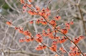Attēlu rezultāti vaicājumam “Hamamelis”
