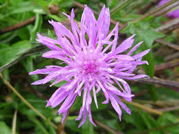 Attēlu rezultāti vaicājumam “Centaurea jacea leaf”