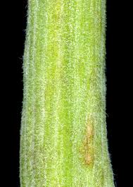 Attēlu rezultāti vaicājumam “Pastinaca sativa subsp. sylvestris”