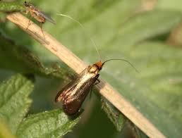 Attēlu rezultāti vaicājumam “Adela cuprella”