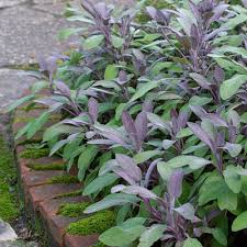 Attēlu rezultāti vaicājumam “Salvia officinalis leaf”