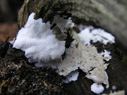 Attēlu rezultāti vaicājumam “Postia guttulata”