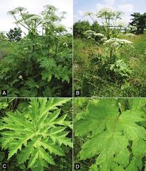 Attēlu rezultāti vaicājumam “Heracleum”