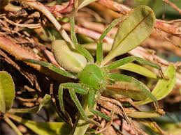 Attēlu rezultāti vaicājumam “Micrommata virescens”