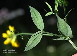 Attēlu rezultāti vaicājumam “Lathyrus pratensis”