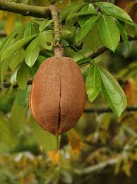 Attēlu rezultāti vaicājumam “Oenanthe aquatica fruit”