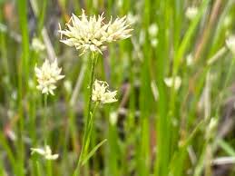 Attēlu rezultāti vaicājumam “Rhynchospora alba flower”