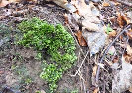 Attēlu rezultāti vaicājumam “Fissidens taxifolius”