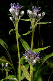 Attēlu rezultāti vaicājumam “Saussurea esthonica”