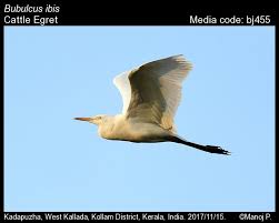 Attēlu rezultāti vaicājumam “Bubulcus ibis”