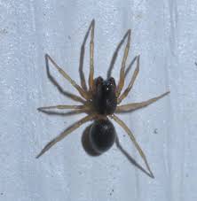 Attēlu rezultāti vaicājumam “Linyphiidae”