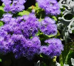 Image result for Ageratum houstonianum