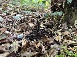 Attēlu rezultāti vaicājumam “Xylaria longipes”