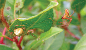 Attēlu rezultāti vaicājumam “Phylloneta cocoon”