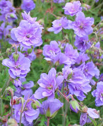 Image result for Geranium `Summer Skies`