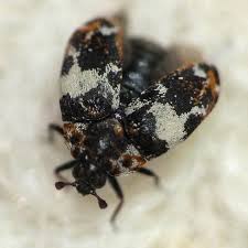 Attēlu rezultāti vaicājumam “Anthrenus sp.”