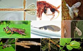Attēlu rezultāti vaicājumam “Neuroptera”