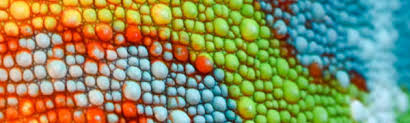 Image result for reptile scales